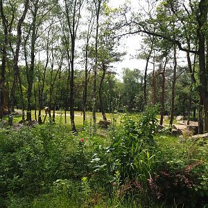 Second Eastern black rhinoceros exhibit, 2022-06-12