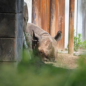 Eastern black rhinoceros (Diceros bicornis michaeli), 2022-06-12