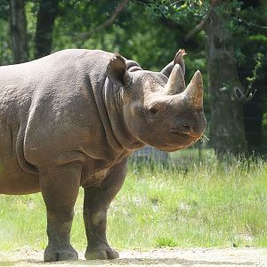 Eastern black rhinoceros (Diceros bicornis michaeli), 2022-06-12