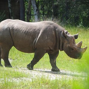 Eastern black rhinoceros (Diceros bicornis michaeli), 2022-06-12