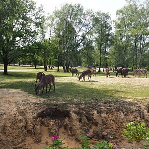 Multi-hectare mixed savanna exhibit seen from the walking safari, 2022-06-12