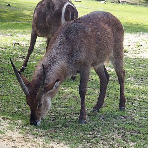Ellipsen waterbuck (Kobus ellipsiprymnus ellipsiprymnus), 2022-06-12