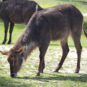 Ellipsen waterbuck (Kobus ellipsiprymnus ellipsiprymnus), 2022-06-12