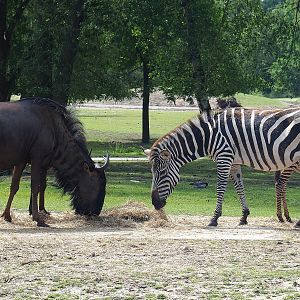 Blue wildebeest (Connochaetes taurinus taurinus) and Grant`s zebra (Equus quagga boehmi), 2022-06-12