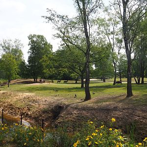 Multi-hectare mixed savanna exhibit seen from the walking safari, 2022-06-12