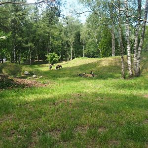 African wild dog exhibit, 2022-06-12