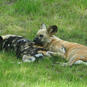 African wild dogs (Lycaon pictus), 2022-06-12