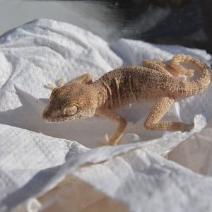 Spacious rock gecko (Trachydactylus hajarensis)