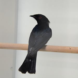 Western square-tailed drongo (Dicrurus occidentalis)