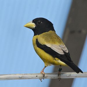 Hooded grosbeak (Hesperiphona abeillei)