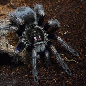 Ecuadorian birdeater tarantula (Pamphobeteus ultramarinus)