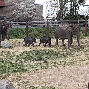 Asian Elephants- 4/16/23