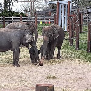 Asian Elephants- 4/16/23