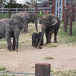 Asian Elephants- 4/16/23
