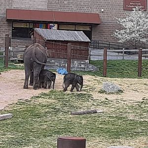 Asian Elephants- 4/16/23