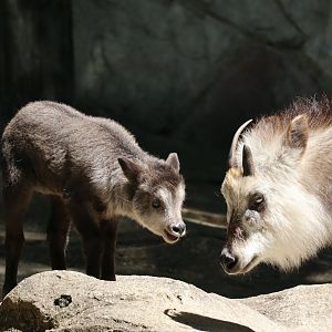Japanese serow