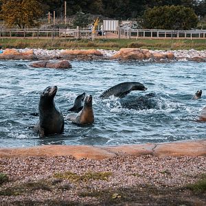 Sea Lions