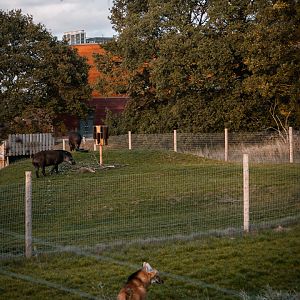 Tapir and Maned Wolf