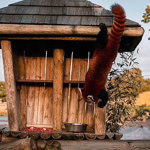 Red Panda