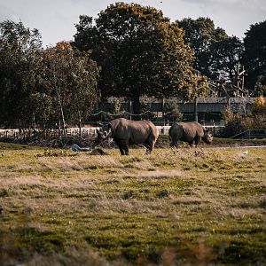 Black Rhinos