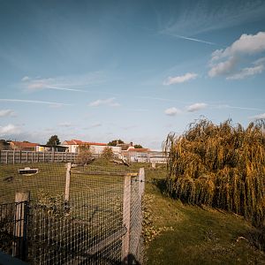 Lion Country Part II