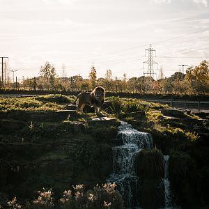 Lion Country Part III