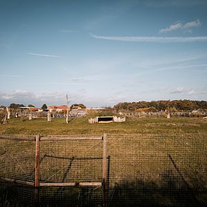 Lion Country Part III