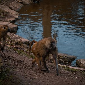 Western Baboons