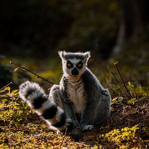 Ring Tailed Lemur