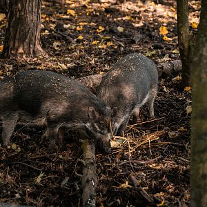 Visayan warty pig