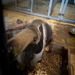 Giant Anteater