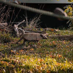 Six-Banded Armadillo