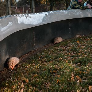 Six-Banded Armadillos