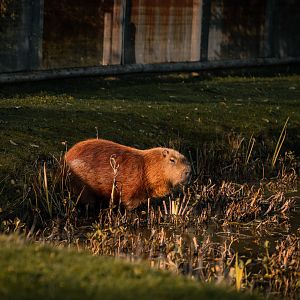 Capybara