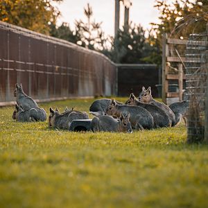 Patagonian Maras