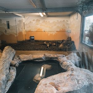 Giant Otters feeding indoors