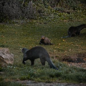 Giant Otters feeding