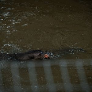 Giant Otter family
