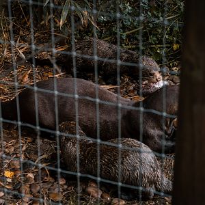 Giant Otters feeding