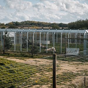 Main Polar Bear complex - Holding area