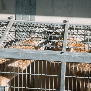 Polar Bears play fighting