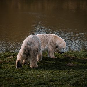 Polar Bears play fighting