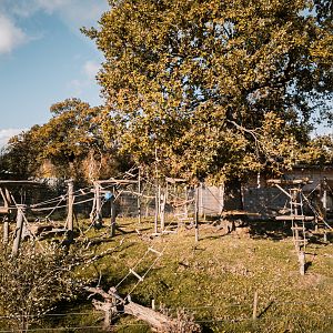 Roloway Monkey enclosure