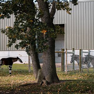 Okapi meeting Zebras