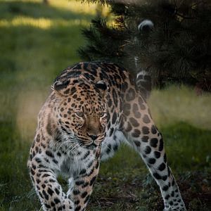 Amur Leopard