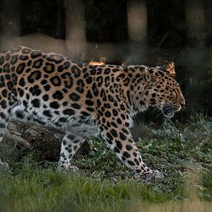 Amur Leopard