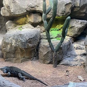 Galápagos Islands - Iguana Exhibit