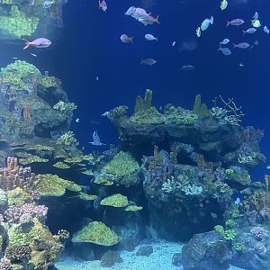Galápagos Islands - Endless Ocean Tank