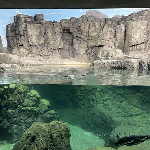 Galápagos Islands - Humboldt Penguin Exhibit (about a quarter of the space)