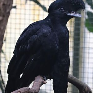 Long-wattled umbrellabird (Cephalopterus penduliger)